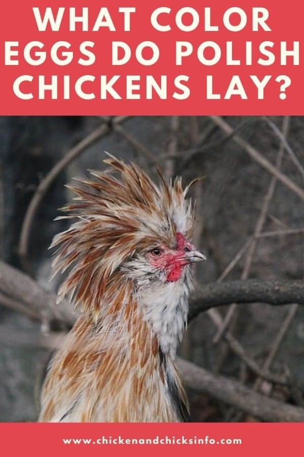 What Color Eggs Do Polish Chickens Lay