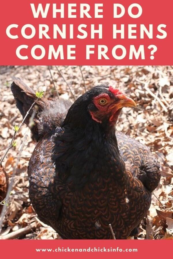 Where Do Cornish Hens Come From