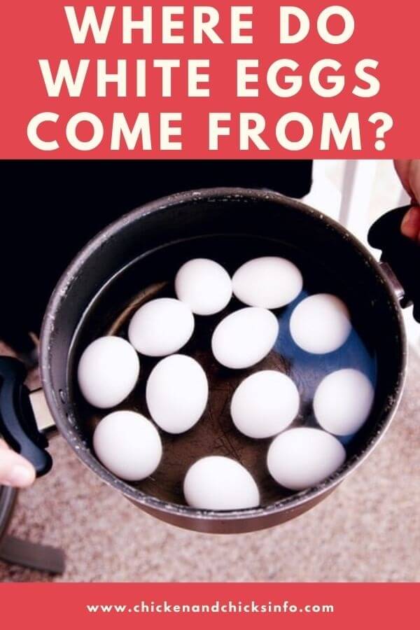 Where Do White Eggs Come From? (Surprising Truth) Chicken & Chicks Info