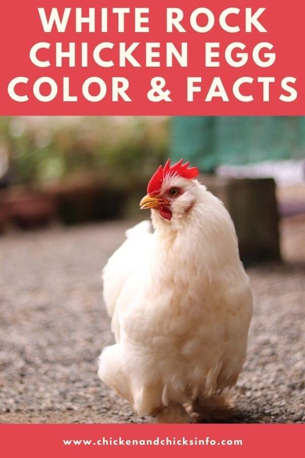 White Rock Chicken Egg Color