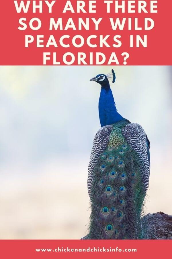 Wild Peacocks in Florida