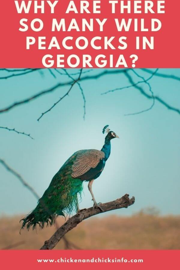 Wild Peacocks in Georgia