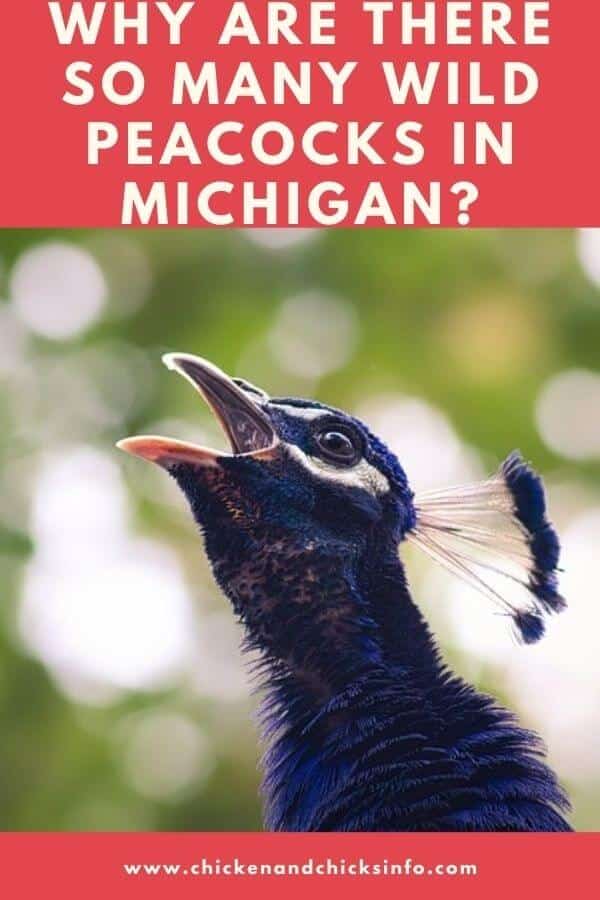Wild Peacocks in Michigan