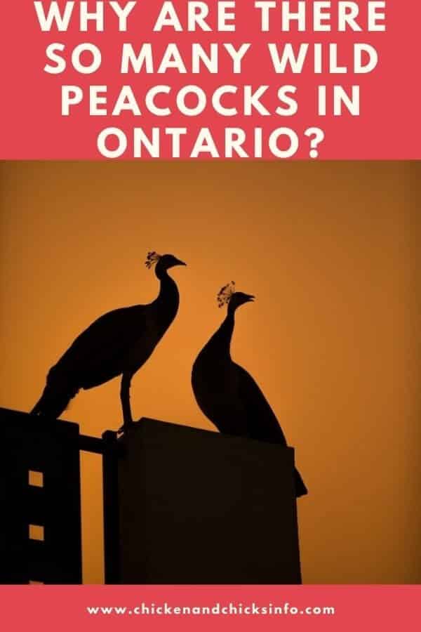 Wild Peacocks in Ontario