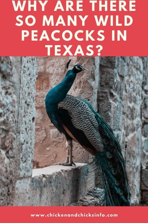 Wild Peacocks in Texas