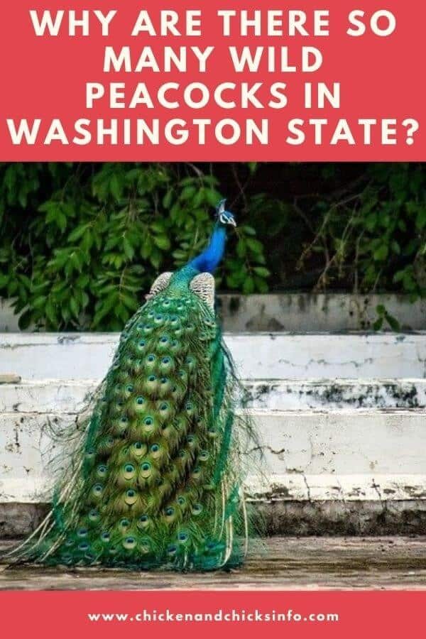 Wild Peacocks in Washington State