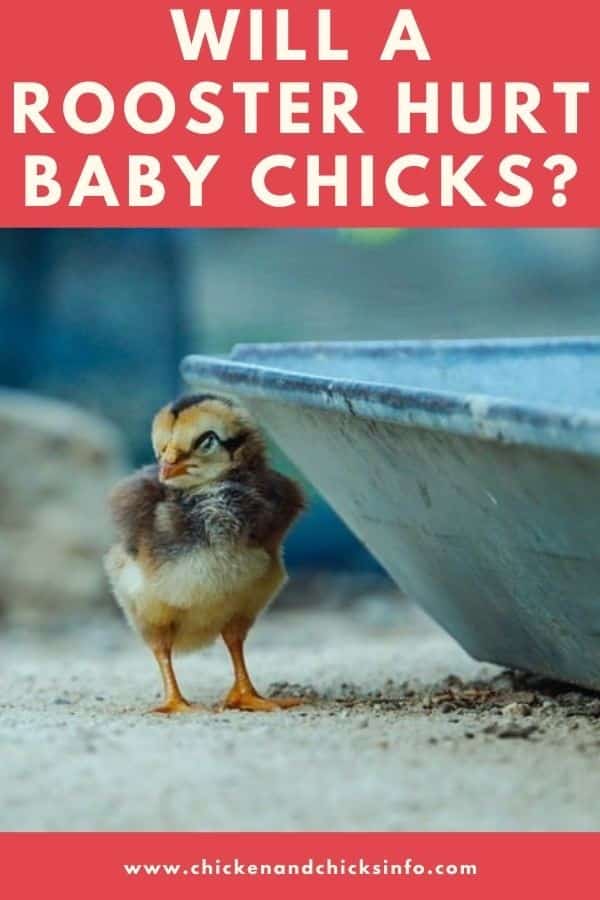 Will a Rooster Hurt Baby Chicks
