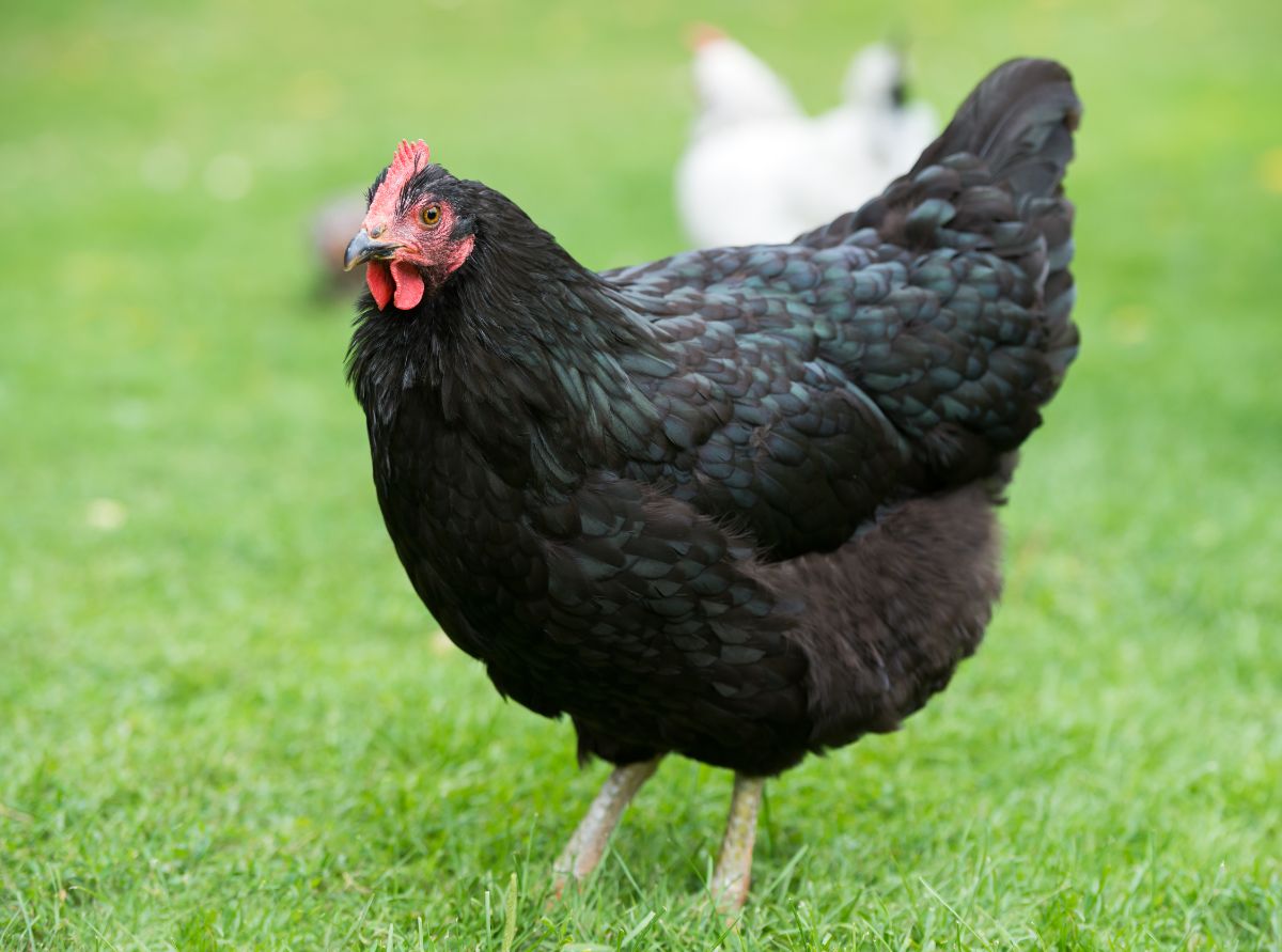 Asian black chicken standing on green meadow.