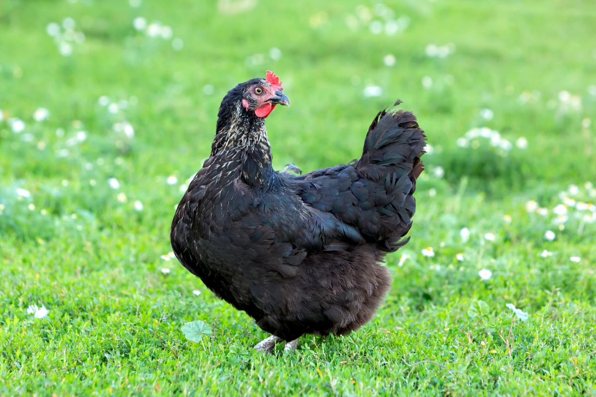 Asian black chicken standing on green meadow.