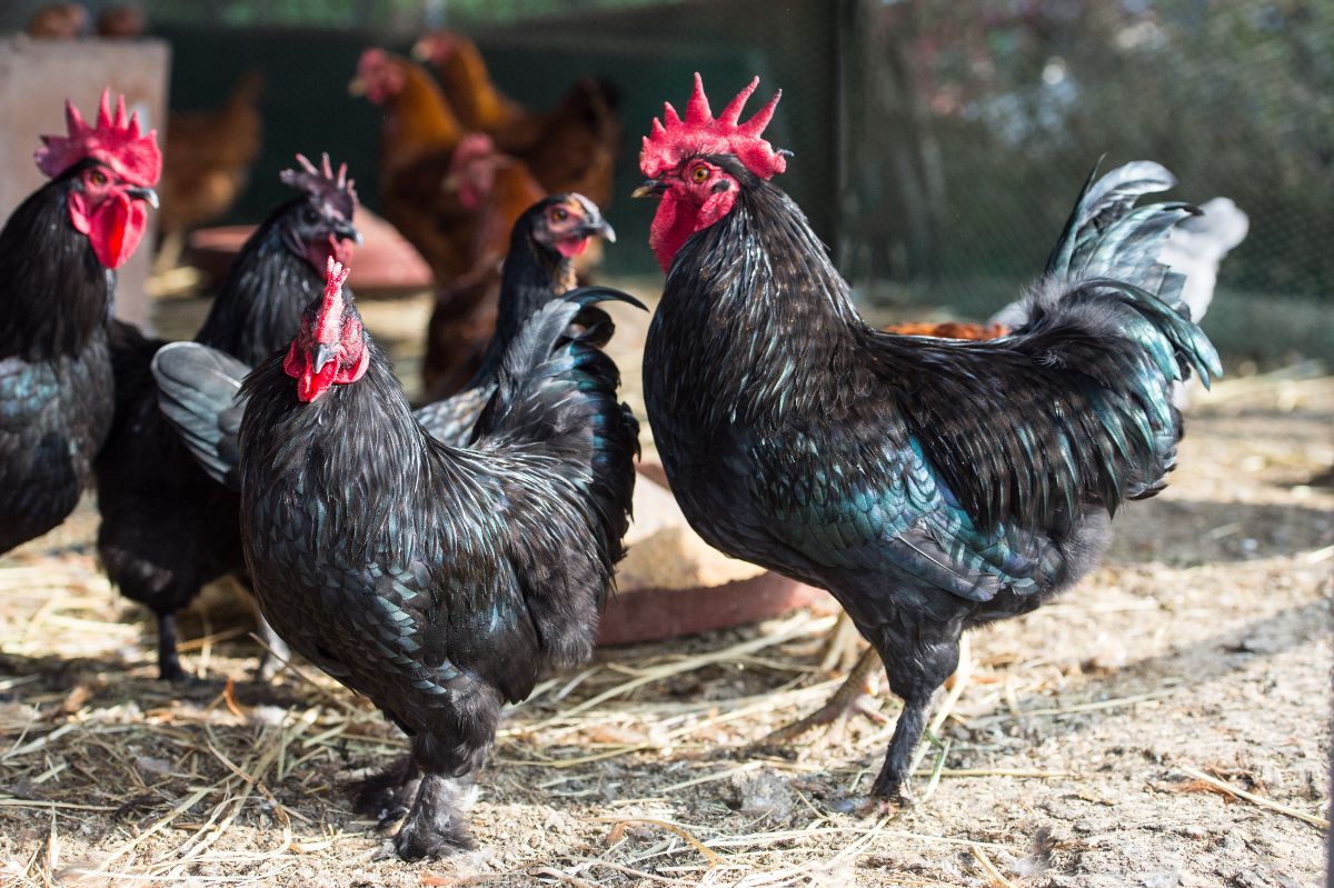 Asian black hen in a backyard.