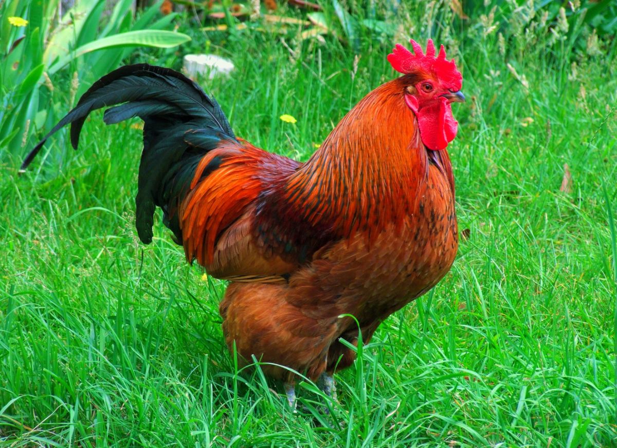 Big colorful rooster standing on green grass.