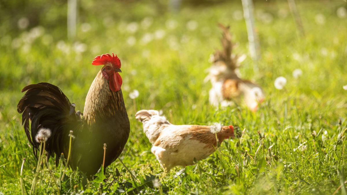 Big rooster with a chicken standing on a pasture.