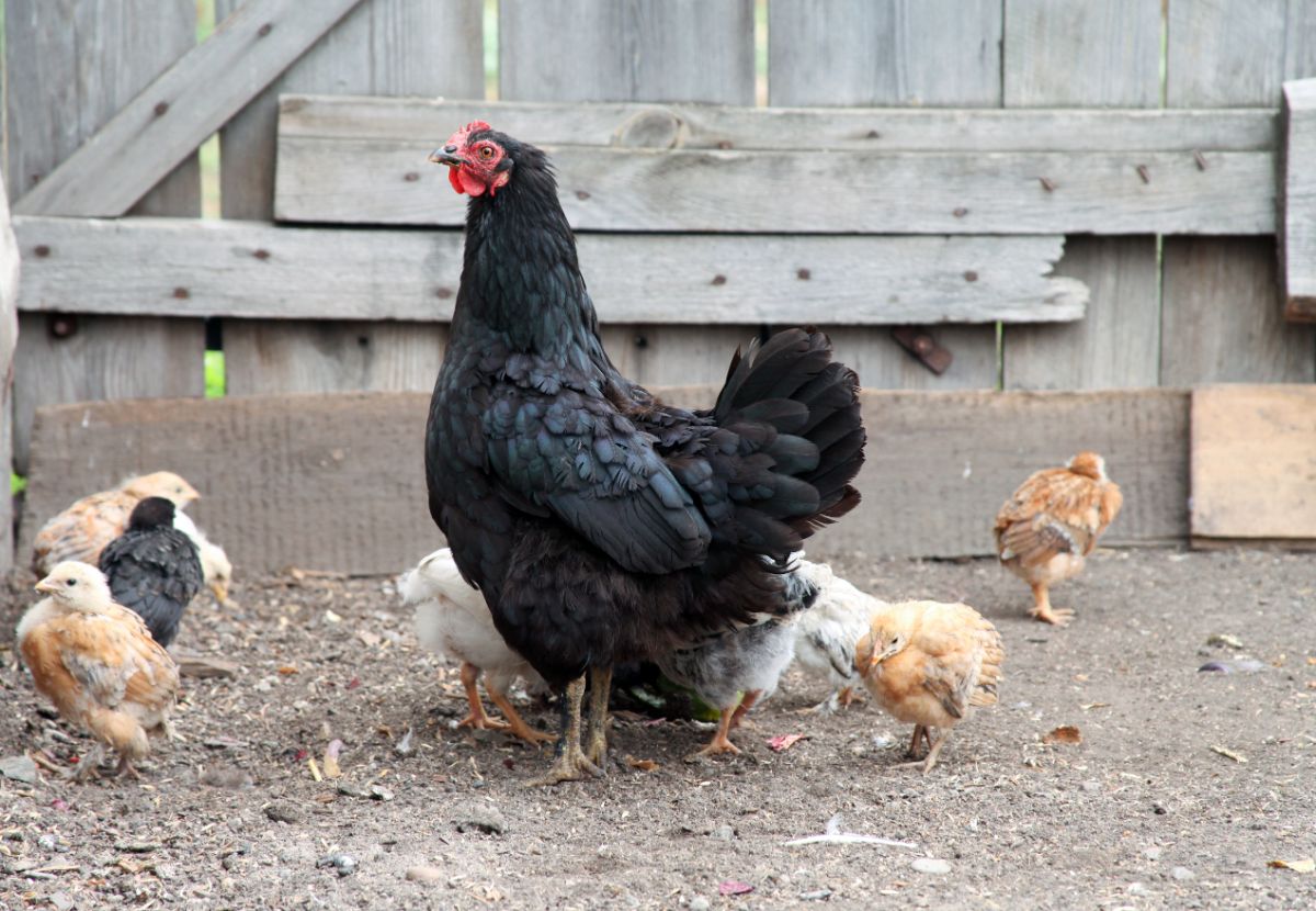 Black cornish chicken with chicks on a backyard.