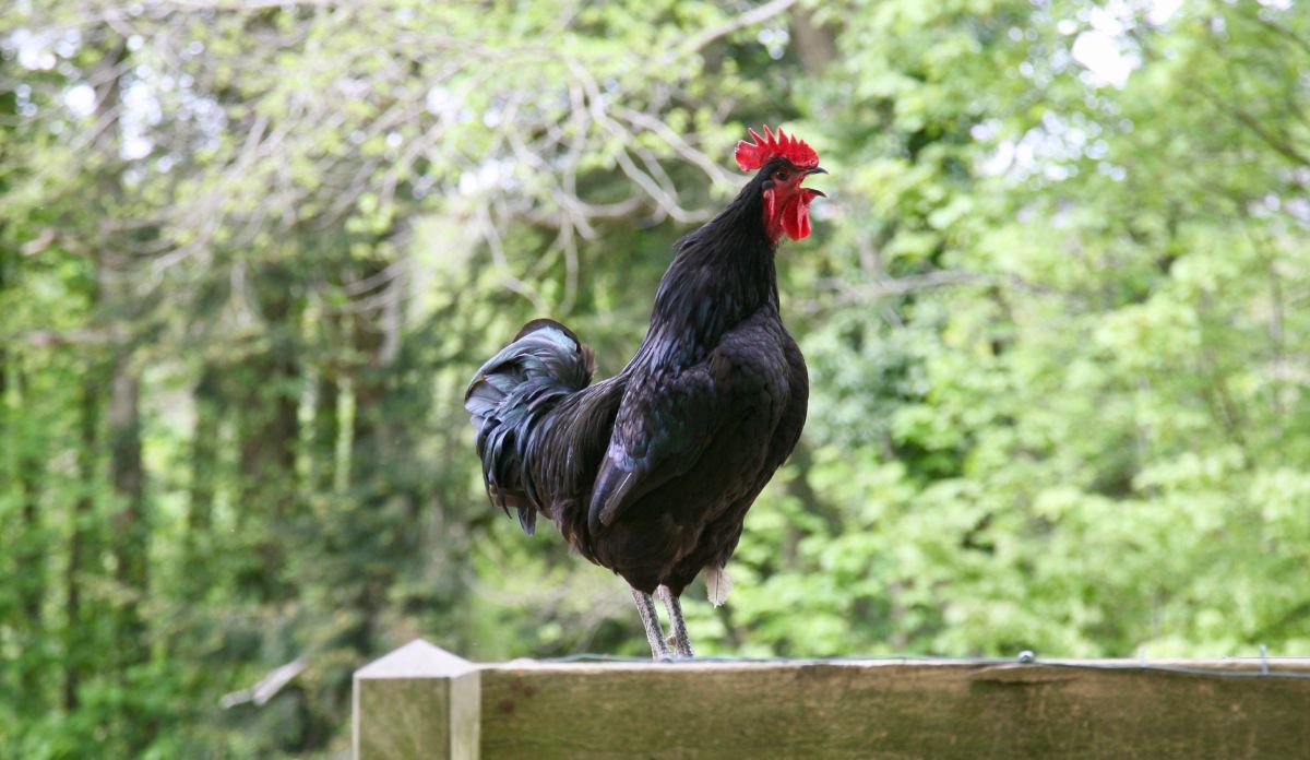 Black crowing rooster on a wooden fence.
