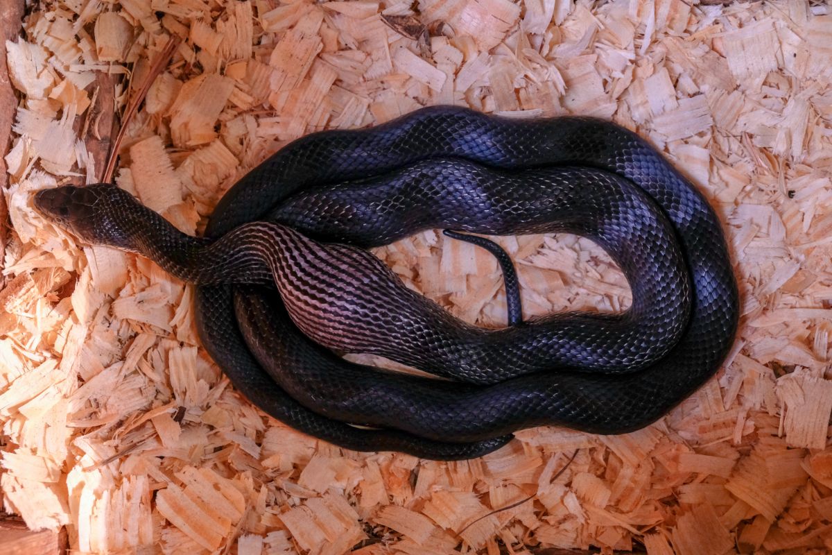 A black snake ate a chicken egg.