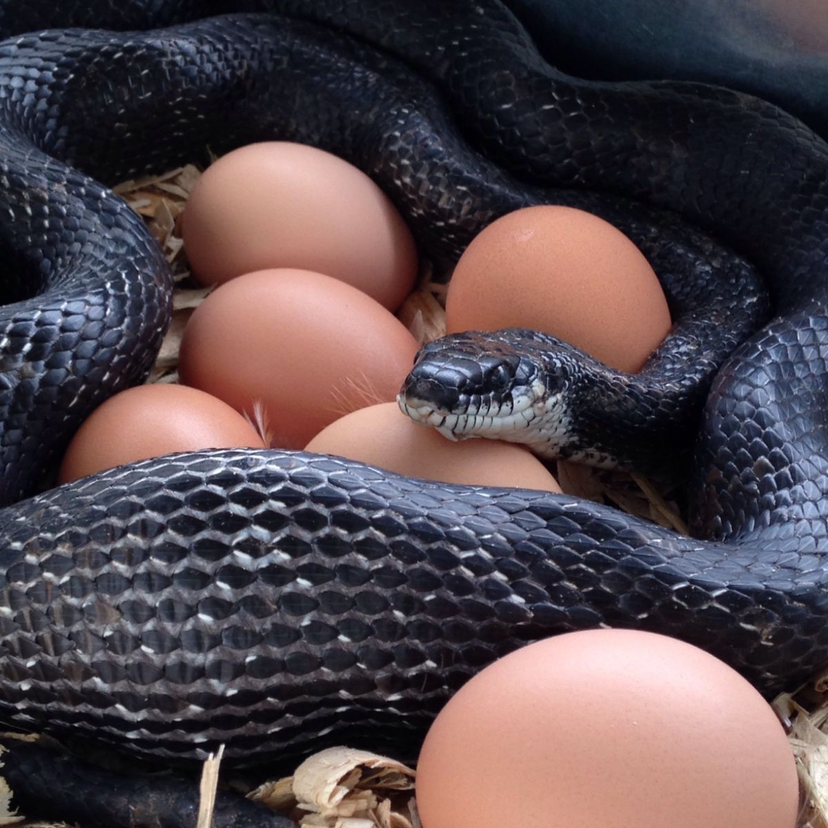 Black rat snake near chicken eggs.
