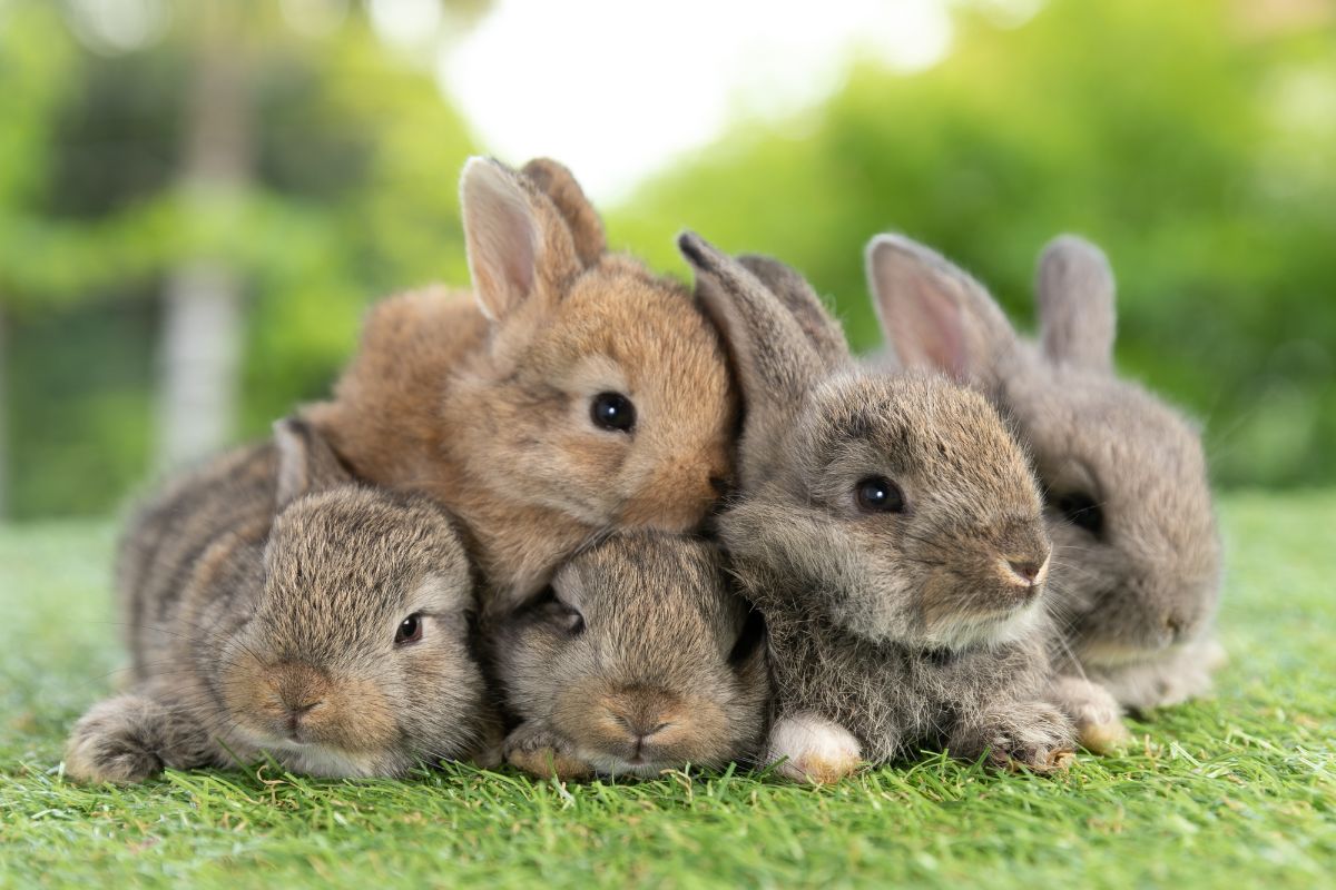 5 cute brown rabbits on a green meadow.