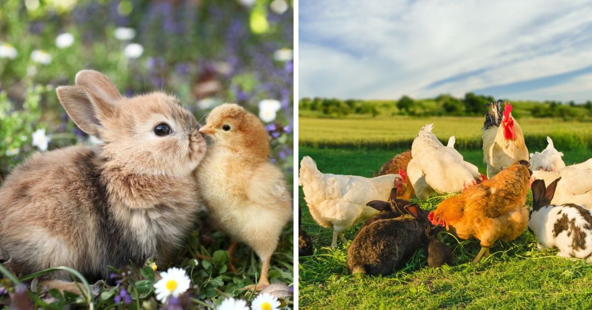 Can Rabbits Get Coccidiosis From Chickens? (Risks Explained) Chicken