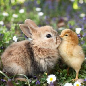 Young bunny and a chick on a meadow.