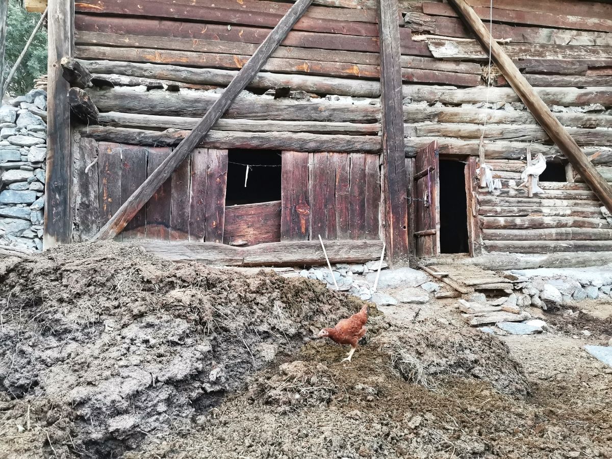 Wooden barn with chicken manure and a chicken in front of it.