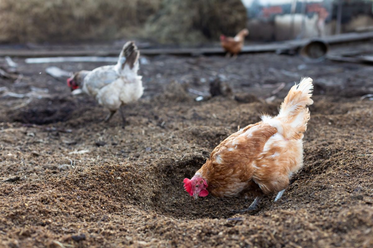 Brown chicken digging a hole in a backyard.