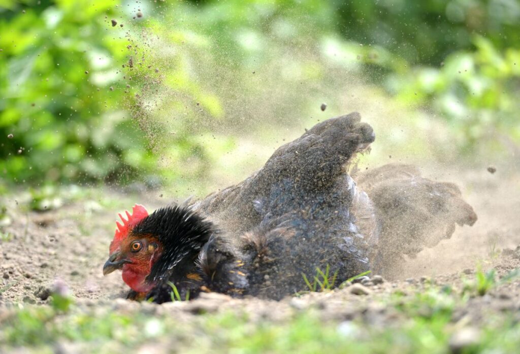 Why Do Chickens Roll in Dirt? (Dust Baths Explained) - Chicken & Chicks ...