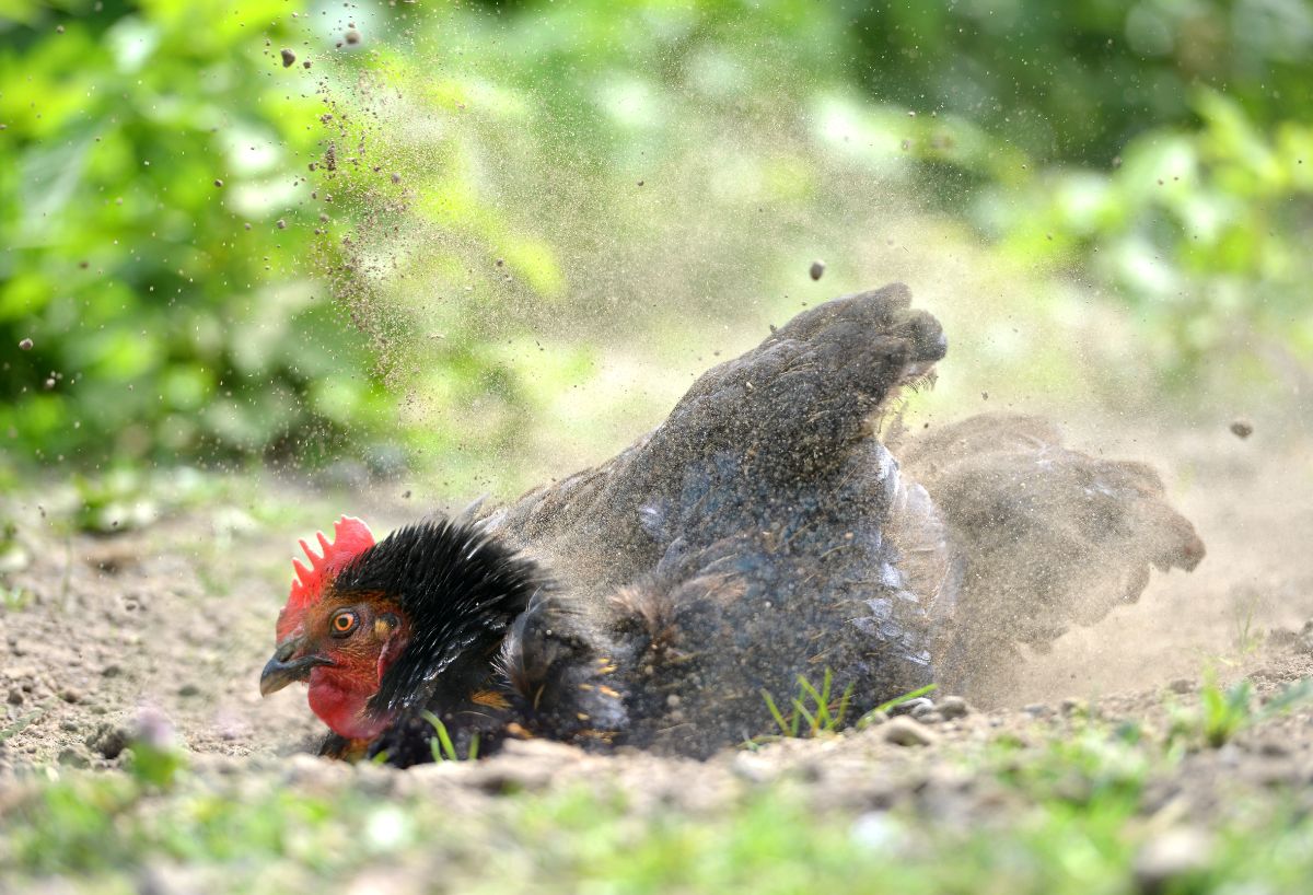 Black chicken cleaning herself with a dust bath.,