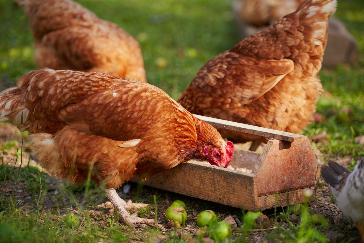 Three brown chickens eating from a wooden trough.