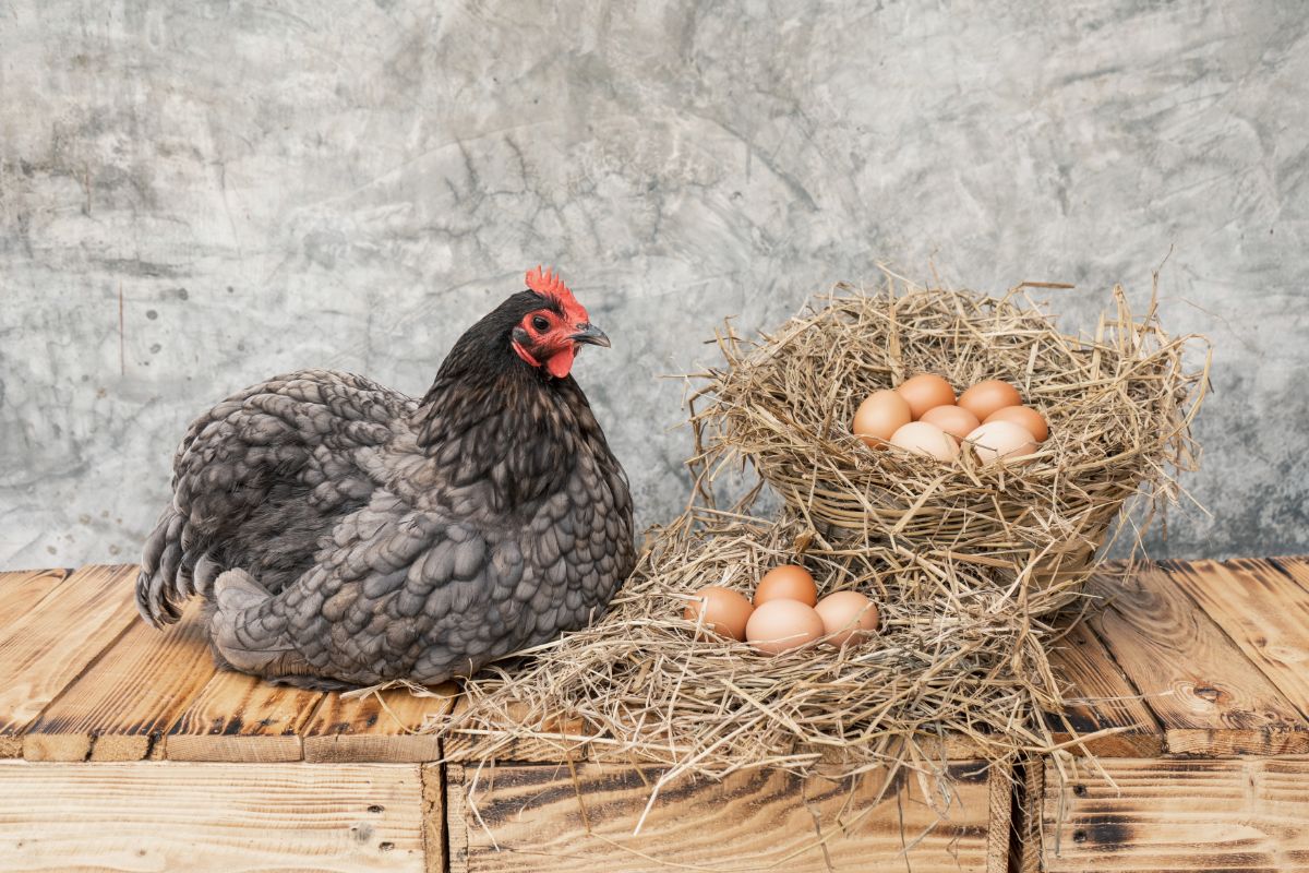 Gray chicken lying next to a bunch of chickens eggs in straw nests.