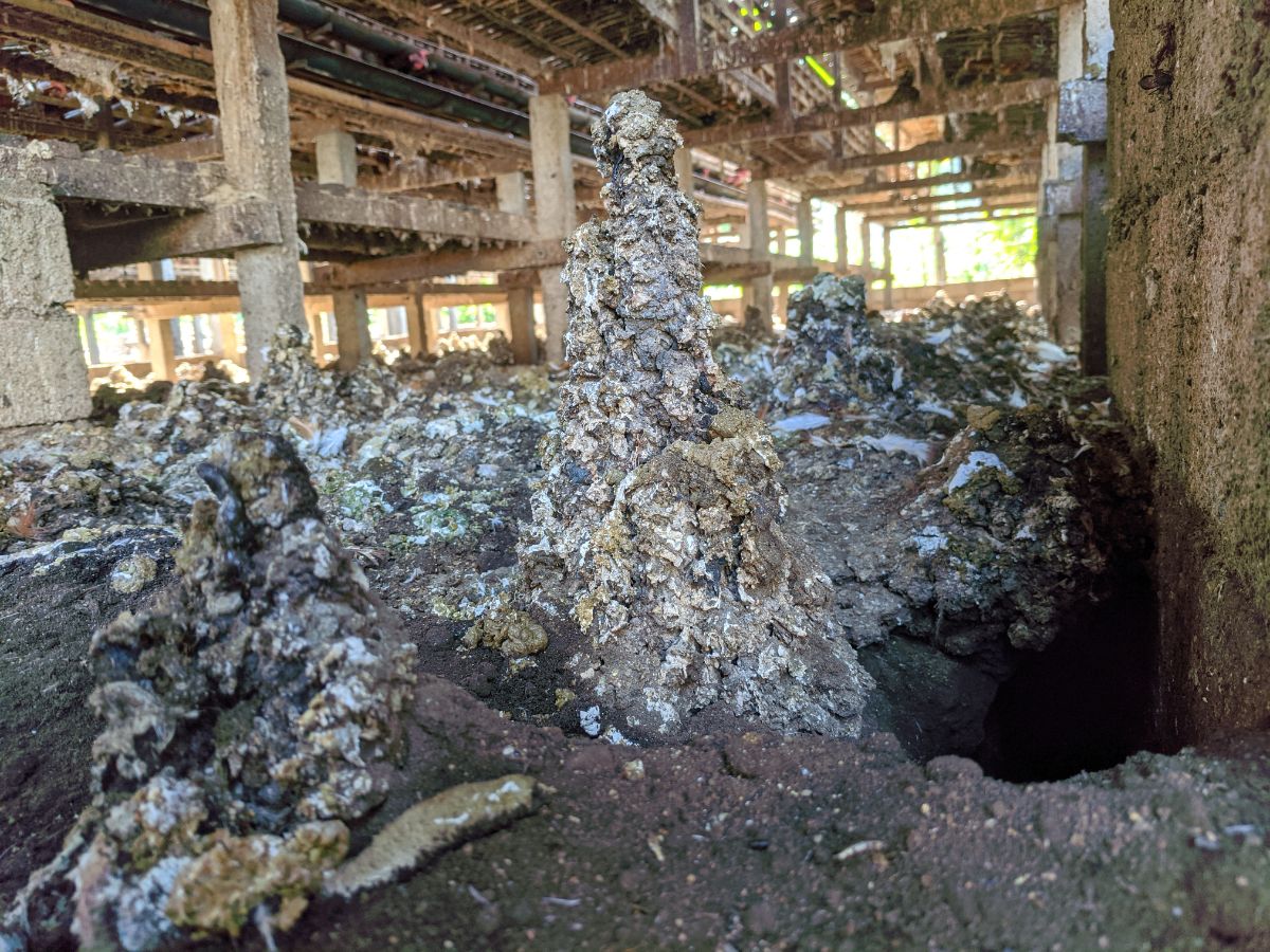 Piles of chicken manure under a coop.