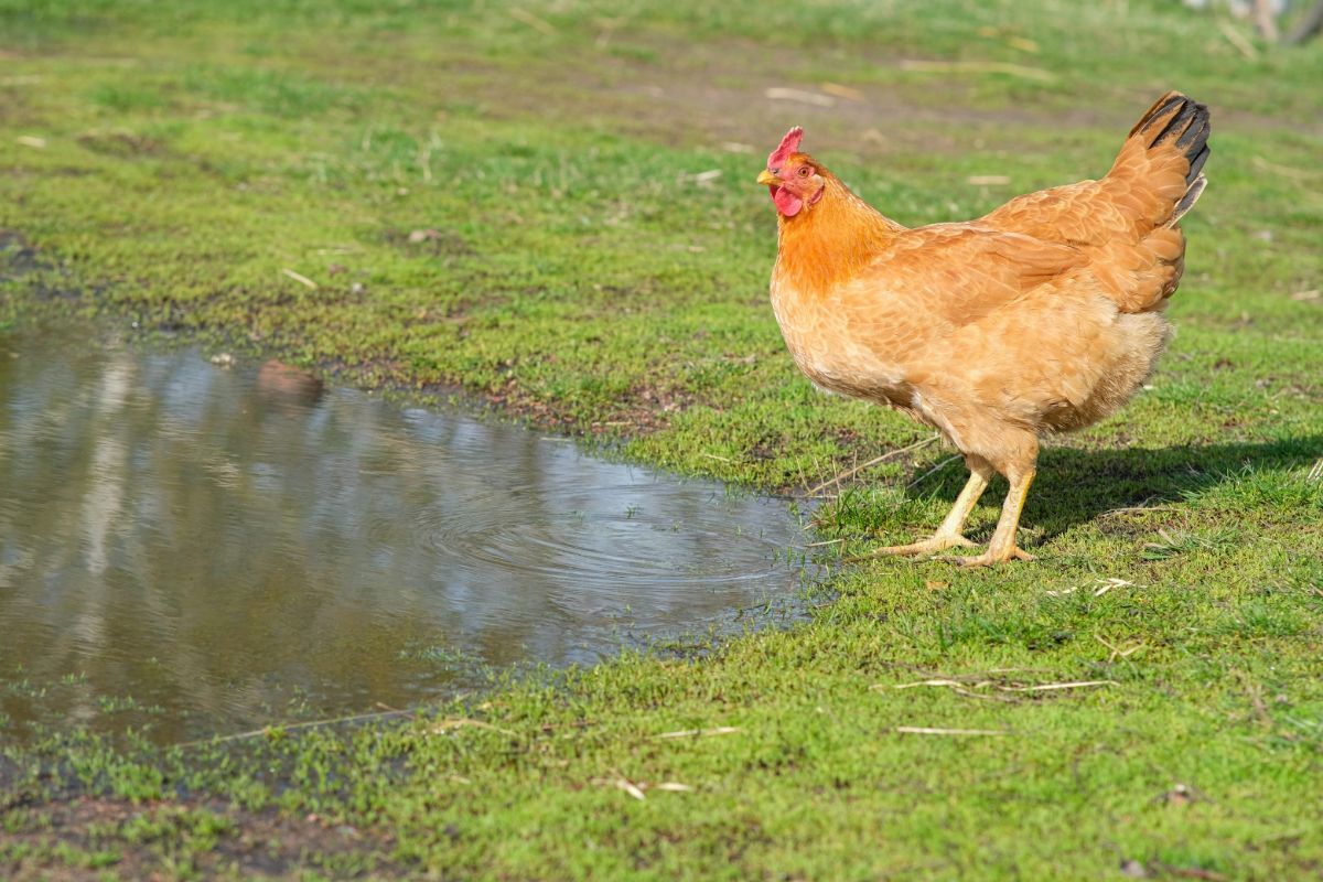Brown chicken standing next to water pond.