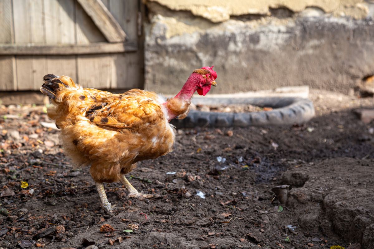 Brown chicken with a bare neck walking in a backyard.