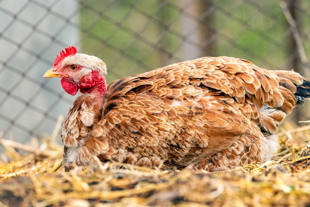 Brown chicken with a bare neck sitting in a straw.