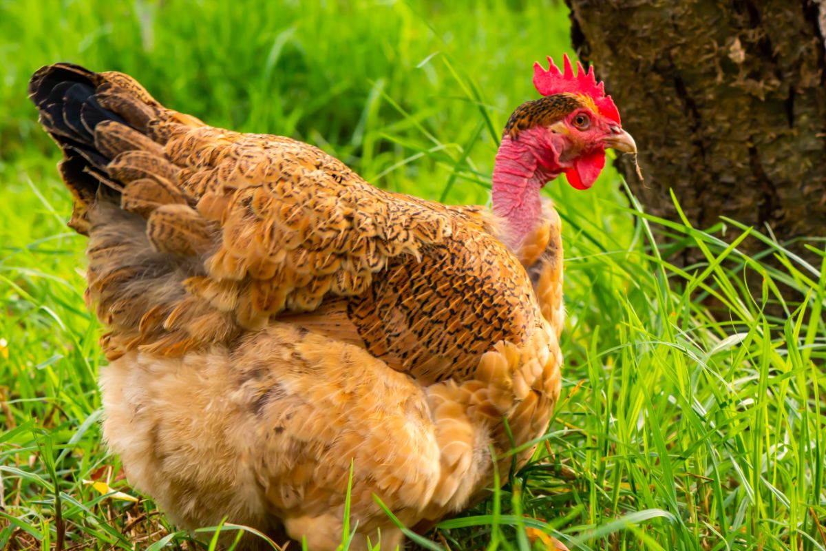 Brown chicken with a bare neck sitting in green grass.