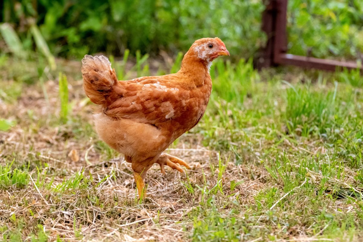 Young chicken standing on one leg.