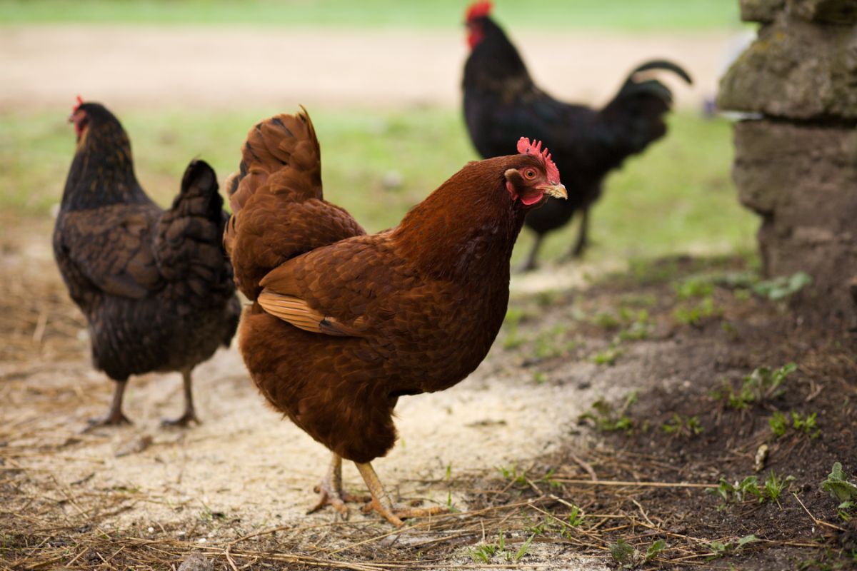 3 brown chickens on a rural farm.