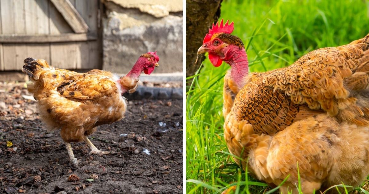 Chickens Losing Feathers on Neck? (5 Common Causes) Chicken & Chicks Info