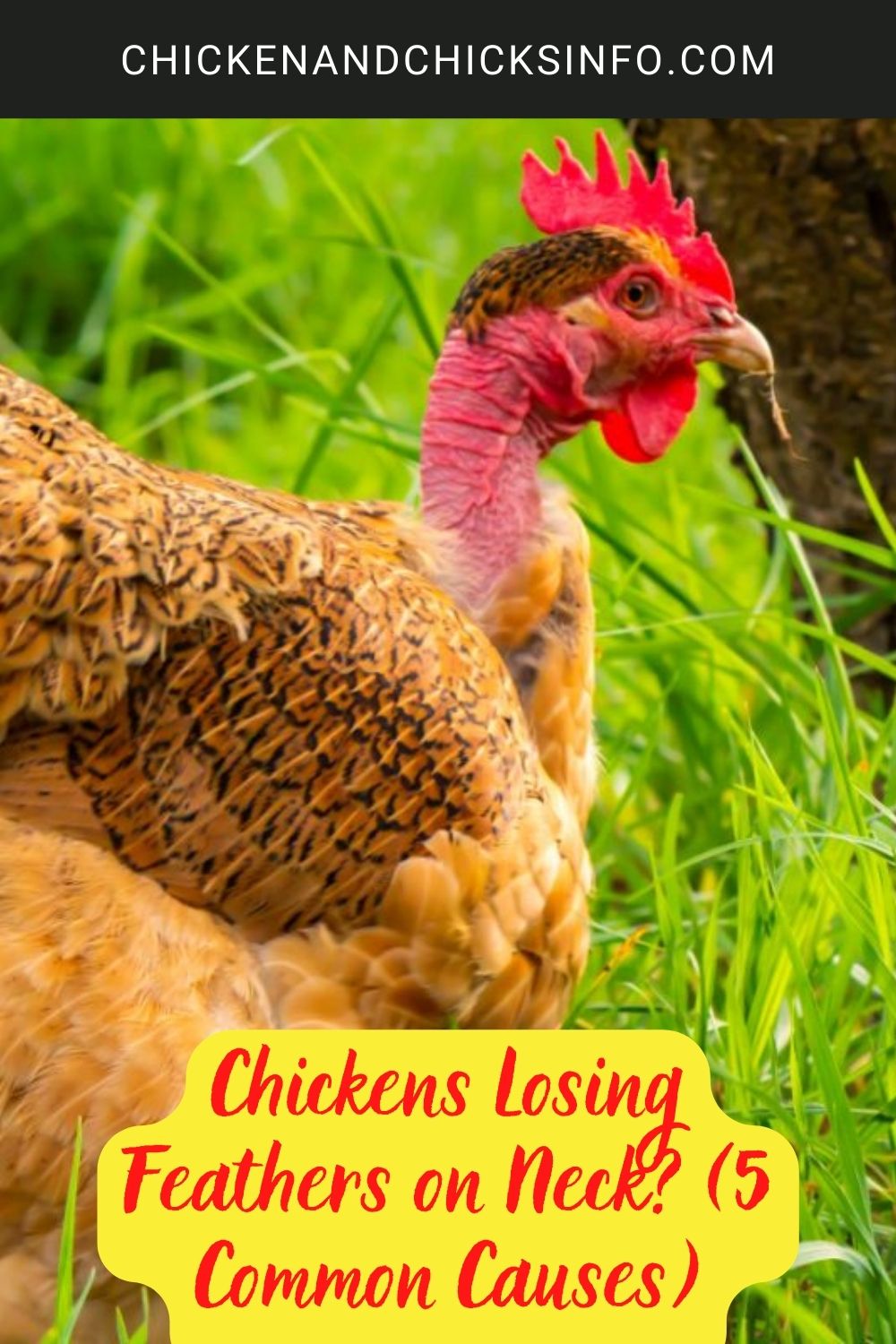 Chickens Losing Feathers on Neck? (5 Common Causes) poster.
