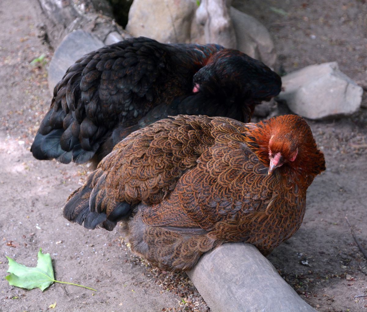 Black and black cornish chickens sitting on a wooden log.