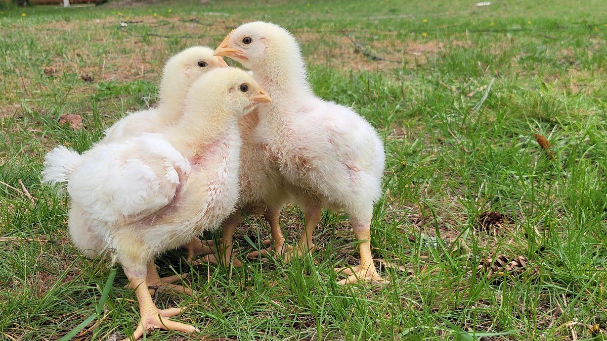 Four cornish chicks cuddling together for warmth.