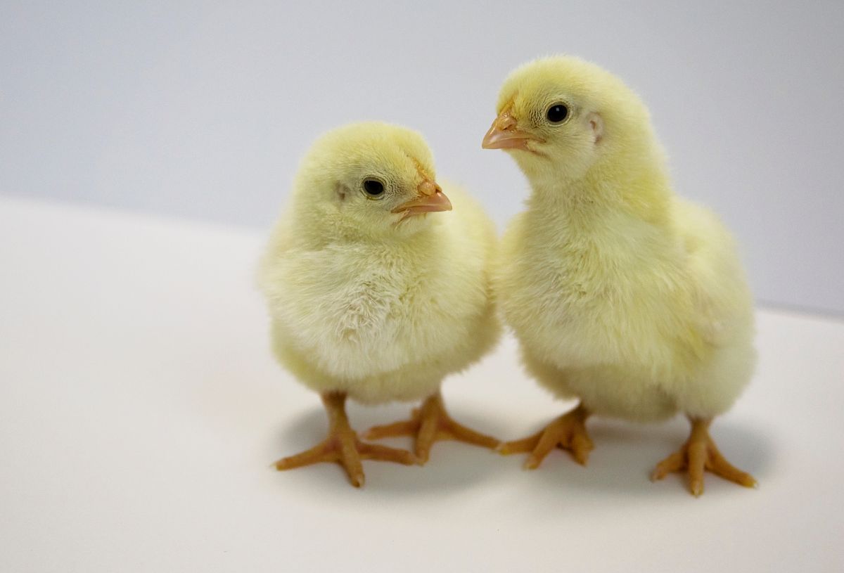 Two cute cornish chicks 