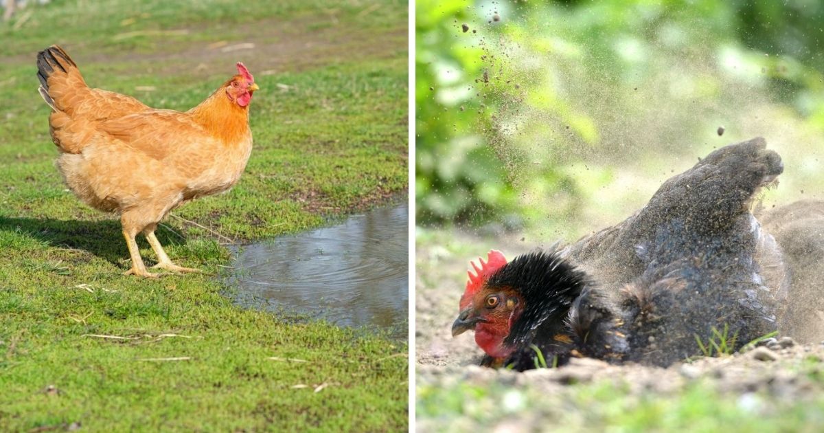 Do Chickens Like Water Baths? (Dust Baths Only!) Chicken & Chicks Info