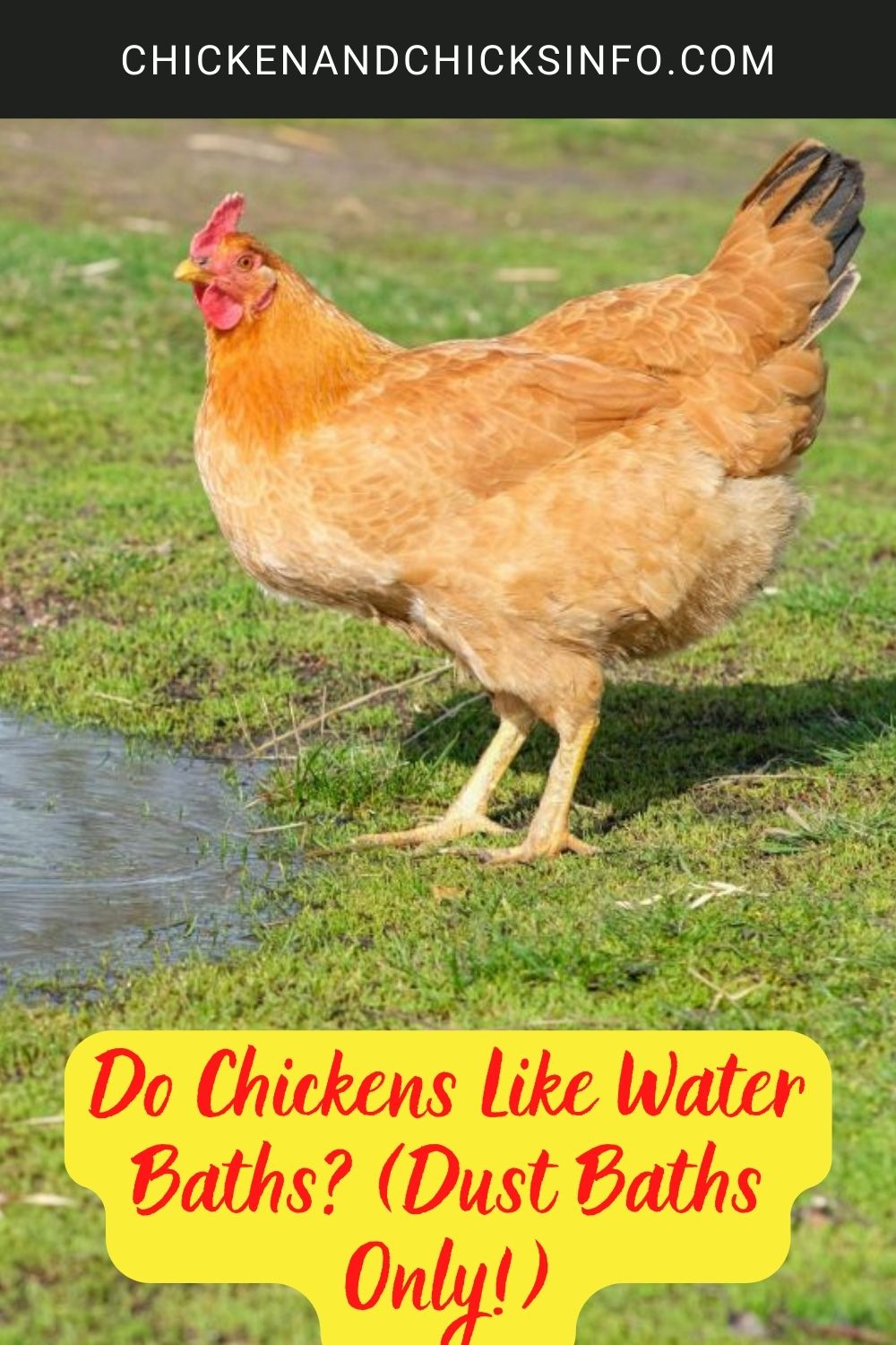 Do Chickens Like Water Baths? (Dust Baths Only!) poster.
