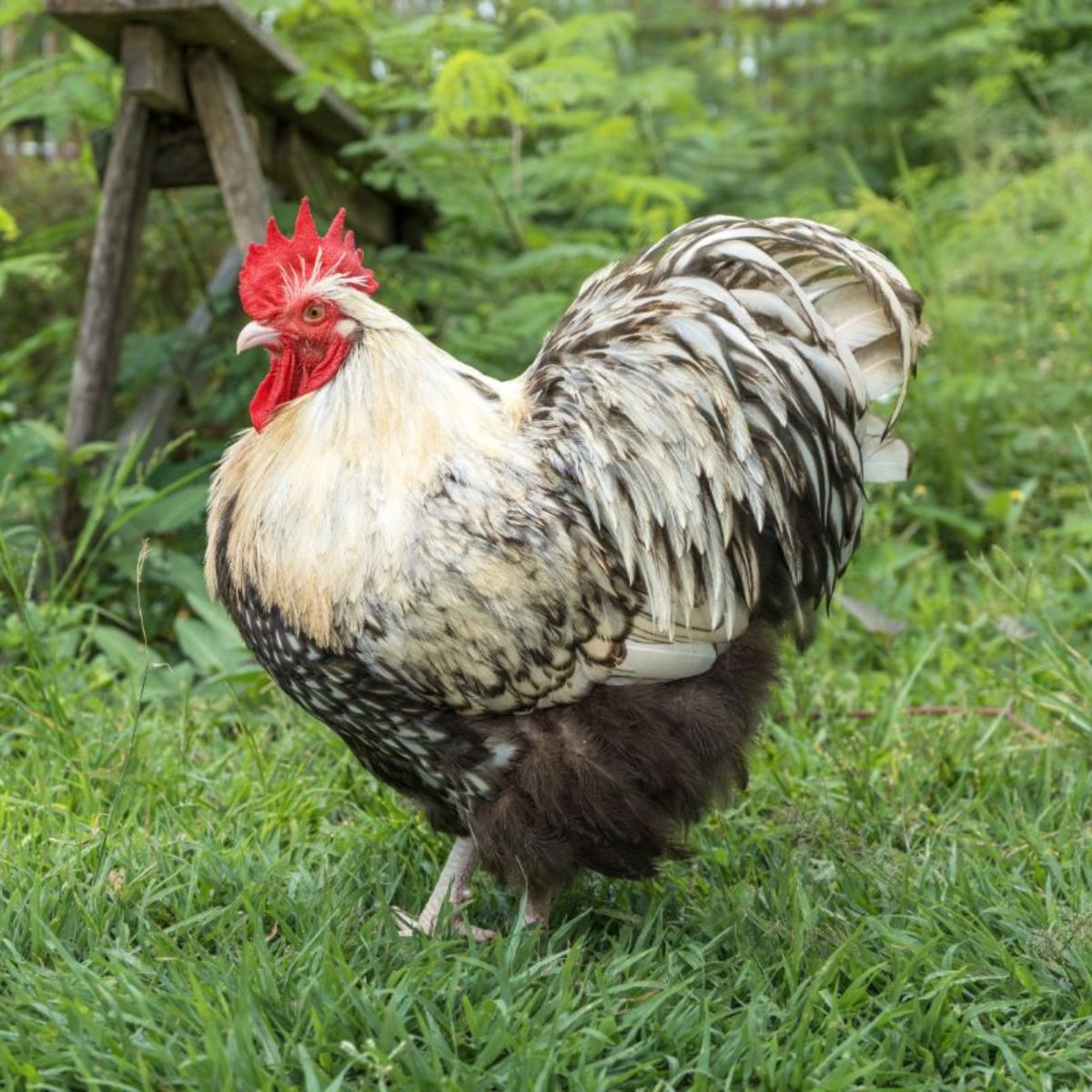 Is Dubbing a Rooster Illegal? (Laws and Reasons Explained) - Chicken ...