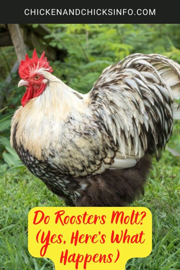 Do Roosters Molt? (Yes, Here’s What Happens) - Chicken & Chicks Info