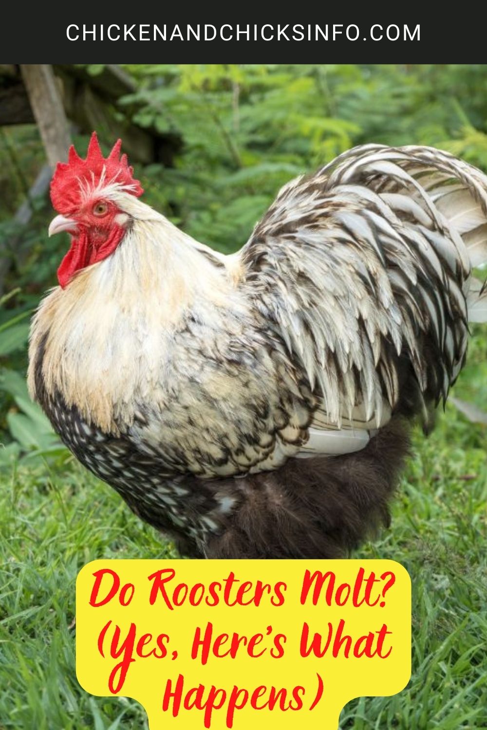 Do Roosters Molt? (Yes, Here’s What Happens) poster.
