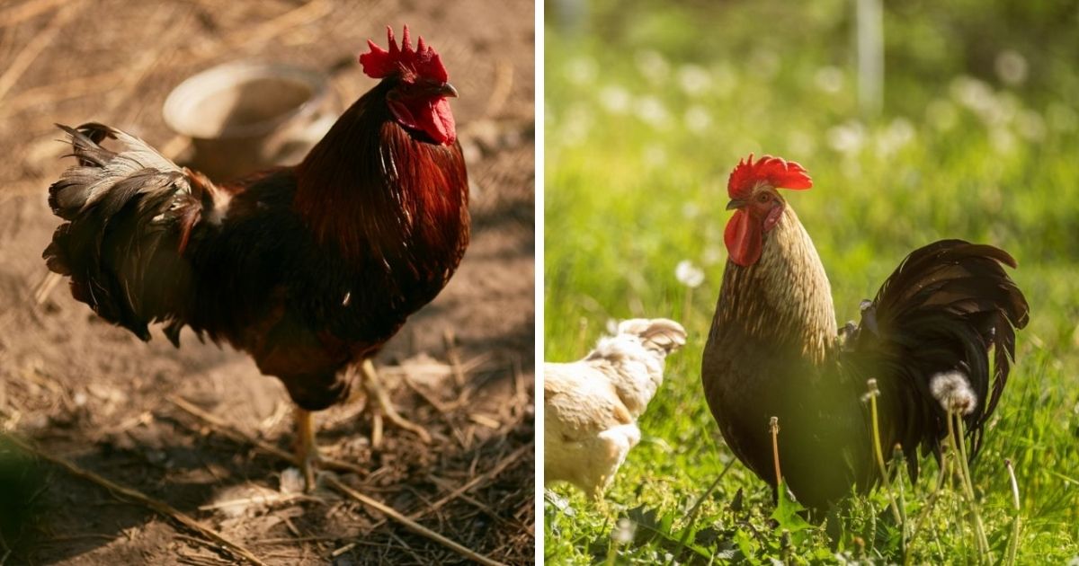 Do Roosters Sit on Eggs? (Not to Incubate Them!) - Chicken & Chicks Info