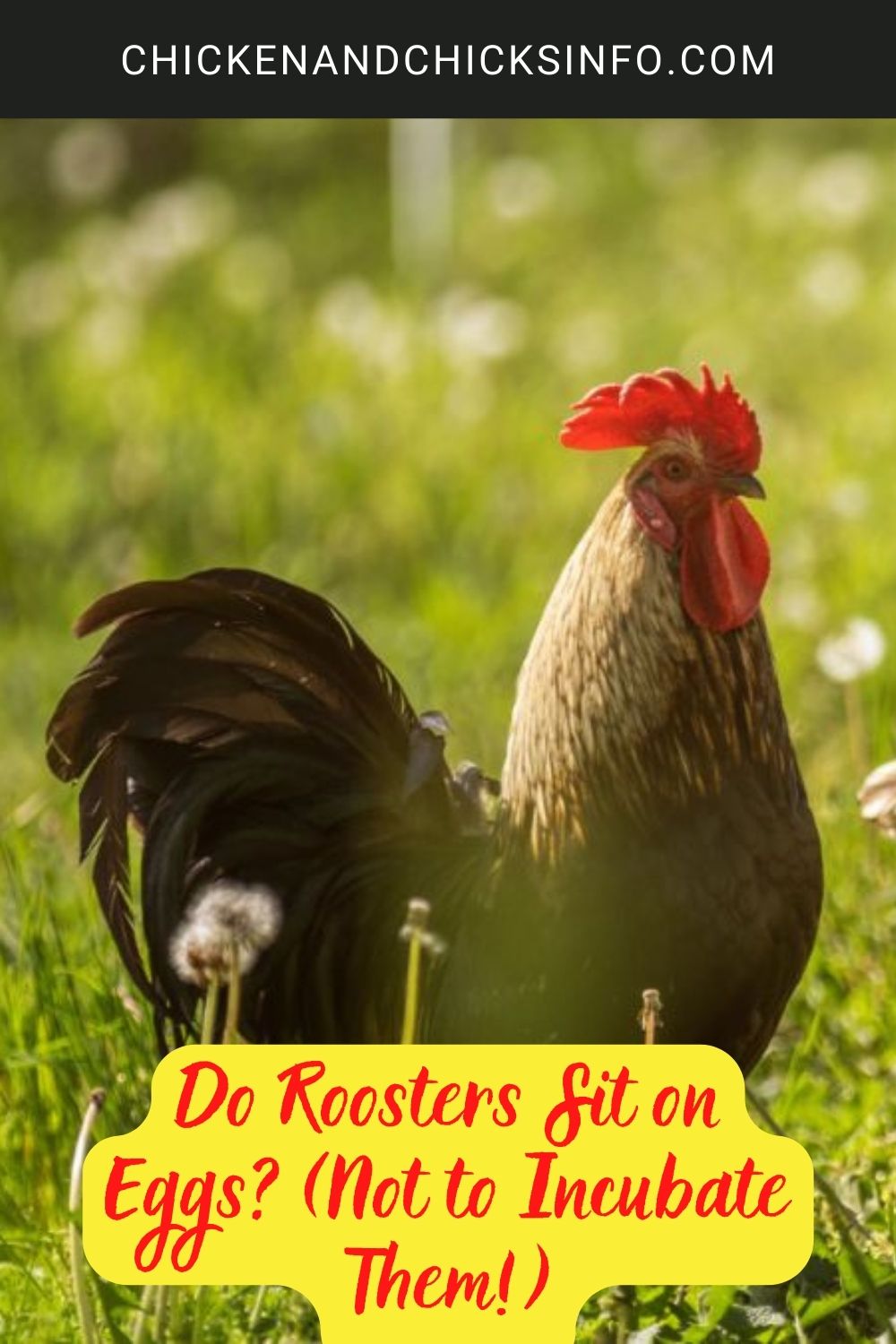 Do Roosters Sit on Eggs? (Not to Incubate Them!) poster.
