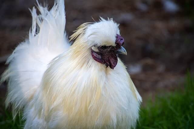 do white silkie chickens lay white eggs