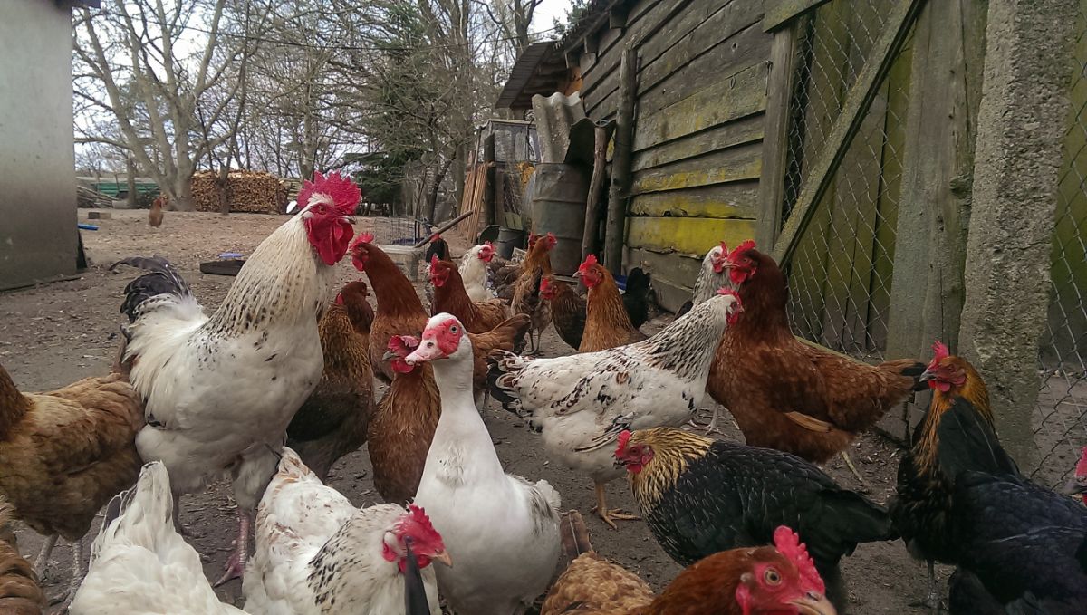 Hen of chickens with a duck on a backyard farm.